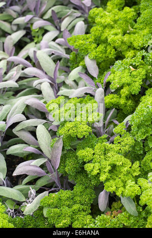 Salvia Officinalis und Petroselinum Crispum. Petersilie und Salbei wachsen zusammen in einem Bett Kraut. Stockfoto