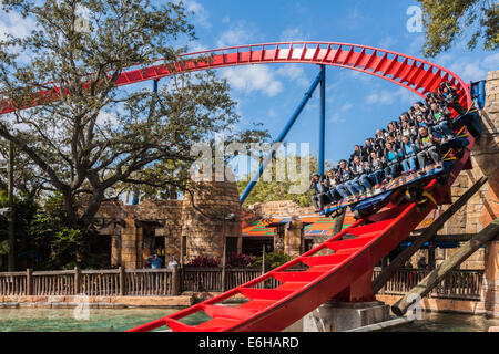 Parkbesucher fahren Achterbahn SheiKra im Freizeitpark Busch Gardens in Tampa, Florida, USA Stockfoto