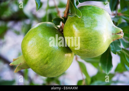 Ein paar unreife Granatäpfel auf einem Baum Stockfoto