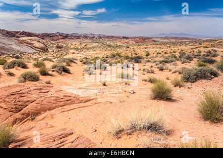 Felsformationen und Wüstenvegetation im Valley of Fire State Park in der Nähe von Overton, Nevada Stockfoto