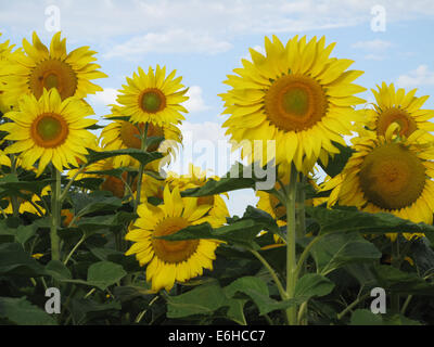 Nahaufnahme von Sonnenblumen an einem sonnigen Tag Stockfoto