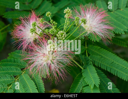 Nahaufnahme von persischer Silk Baum (Albizia Julibrissin) oder Pink Siris Blumen Blätter und unreife Früchte, horizontale Tag erschossen Stockfoto