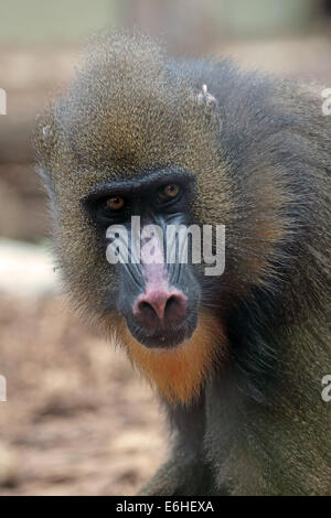 Portrait einer weiblichen Mandrill (Mandrillus Sphinx). Diese bunten Primas ist eine alte Welt Affe in Leben im tropischen Regenwald Stockfoto