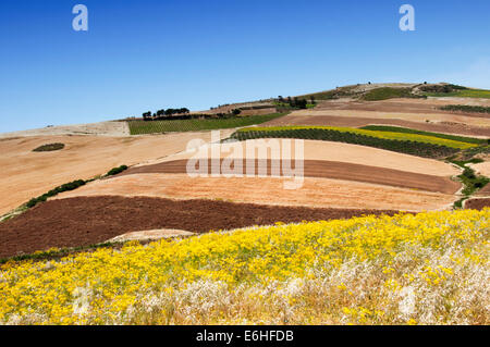 Bunte Felder in Italien Stockfoto