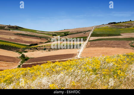 Bunte Felder in Italien Stockfoto