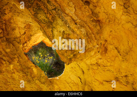 Balsamwurzel Blumen gesehen durch Loch im Felsen. Leslie Gultch, Oregon Stockfoto