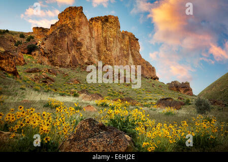 Balsamwurzel Wildblumen und Felsformationen in Leslie Gultch. Malhuer County, Oregon Stockfoto