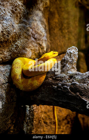 Eine Wimper Grubenotter (Bothriechis Schlegelii) ruht in Jacksonville Zoo Serpentarium Ausstellung gewickelten in Armbeuge einen Ast. Stockfoto