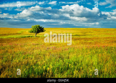 Einsamer Baum und Wildblumen. Zumwalt Prairie Preserve, Oregon Stockfoto