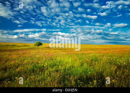 Einsamer Baum und Wildblumen. Zumwalt Prairie Preserve, Oregon Stockfoto