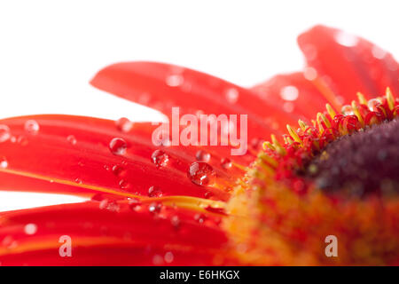 Wassertropfen auf roten Gerbera Blume. Weißem Hintergrund Stockfoto