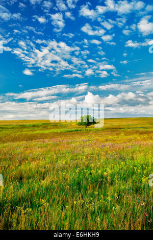 Einsamer Baum und Wildblumen. Zumwalt Prairie Preserve, Oregon Stockfoto