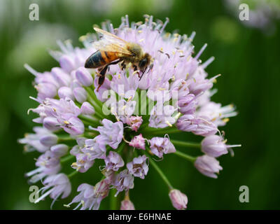 Biene auf einer Zwiebel Blume Stockfoto