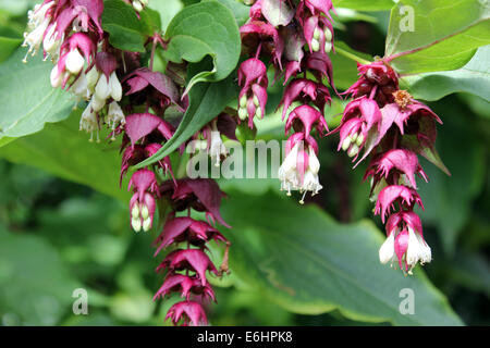 Leycesteria Fasan Berry Stockfoto