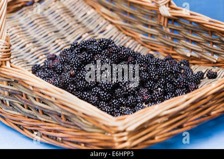 Frisch gepflückten Brombeeren in einem Weidenkorb. Stockfoto