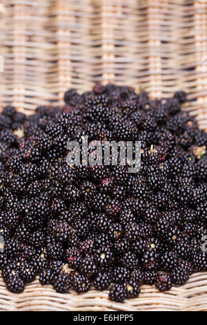 Frisch gepflückten Brombeeren in einem Weidenkorb. Stockfoto