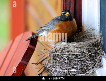 Ein amerikanischer Robin (Turdus Migratorius) auf ihrem Nest gebaut auf einem Fensterbrett Stockfoto