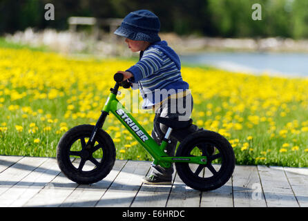 Ein zwei Jahre alter Junge ein Strider Laufrad fahren Stockfoto