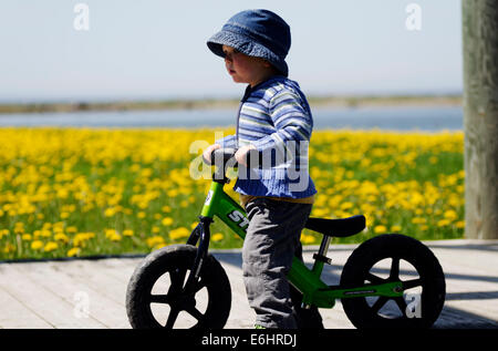 Ein zwei Jahre alter Junge ein Strider Laufrad fahren Stockfoto