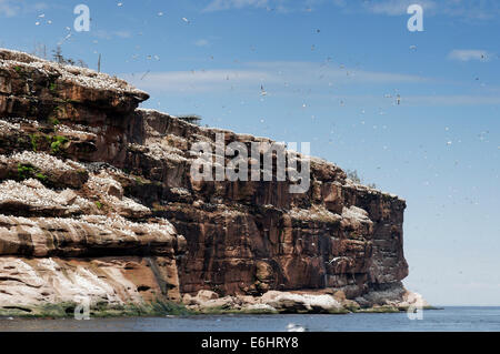 Tölpelkolonie am Bonaventure Island Gaspesie Quebec Stockfoto