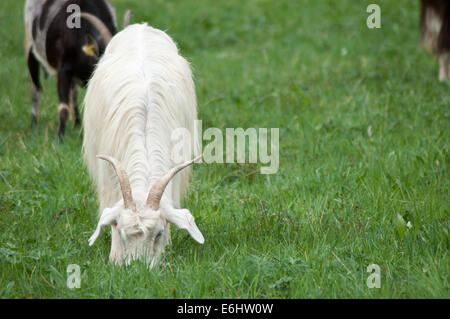 Ziegen im Feld Stockfoto