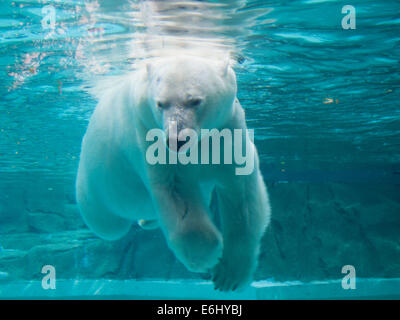 Anane, der resident weiblicher Eisbär der Lincoln Park Zoo in Chicago, schwimmt unter Wasser. Stockfoto