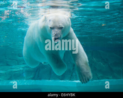 Anane, der resident weiblicher Eisbär der Lincoln Park Zoo in Chicago, schwimmt unter Wasser. Stockfoto