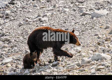 Braun gefärbt schwarzer Bär mit einem winzigen Cub am Seeufer, Jasper Nationalpark, Alberta, Kanada Stockfoto