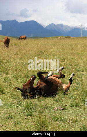 (140825)--ZHANGYE, 25. August 2014 (Xinhua)--ein Pferd frolics auf der Shandan Horse Ranch in Zhangye Stadt, Nordwesten Chinas Provinz Gansu, 23. August 2014. Shandan Horse Ranch, die in der Qilian Berg Damayin Weideland gefunden hat, umfasst eine Fläche von 219.693 Hektar. Die Geschichte der Ranch kann bis 121 v. Chr. zurückverfolgt werden, als berühmte chinesische general Huo Qubing die Ranch speziell für Pferde für die Armee von China Herde gegründet. Seitdem wurde die Ranch, die für die Shandan Pferd Hybriden bekannt war, daher die Basis der militärischen und königlichen Pferde durch mehrere dynast Stockfoto