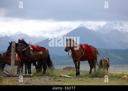 (140825)--ZHANGYE, 25. August 2014 (Xinhua)--Pferde sind auf der Shandan Horse Ranch in Zhangye Stadt, Nordwesten Chinas Provinz Gansu, 23. August 2014 gesehen. Shandan Horse Ranch, die in der Qilian Berg Damayin Weideland gefunden hat, umfasst eine Fläche von 219.693 Hektar. Die Geschichte der Ranch kann bis 121 v. Chr. zurückverfolgt werden, als berühmte chinesische general Huo Qubing die Ranch speziell für Pferde für die Armee von China Herde gegründet. Seitdem wurde die Ranch, die für die Shandan Pferd Hybriden bekannt war, daher die Basis der militärischen und königlichen Pferde durch mehrere dynast Stockfoto