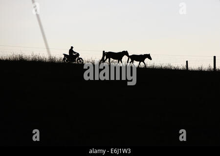 (140825)--ZHANGYE, 25. August 2014 (Xinhua)--ein Hirte treibt ein Motorrad, wie er auf der Shandan Horse Ranch in Zhangye Stadt, Nordwesten Chinas Provinz Gansu, 23. August 2014 zwei Pferd nach Hause fährt. Shandan Horse Ranch, die in der Qilian Berg Damayin Weideland gefunden hat, umfasst eine Fläche von 219.693 Hektar. Die Geschichte der Ranch kann bis 121 v. Chr. zurückverfolgt werden, als berühmte chinesische general Huo Qubing die Ranch speziell für Pferde für die Armee von China Herde gegründet. Seitdem die Ranch, die für die Shandan Pferd Hybriden bekannt war, wurde daher die Basis der Stockfoto