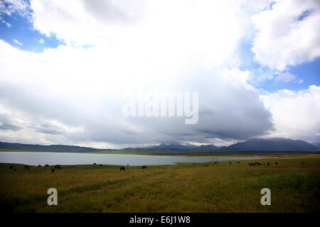 (140825)--ZHANGYE, 25. August 2014 (Xinhua)--Pferde grasen auf der Shandan Horse Ranch in Zhangye Stadt, Nordwesten Chinas Provinz Gansu, 23. August 2014. Shandan Horse Ranch, die in der Qilian Berg Damayin Weideland gefunden hat, umfasst eine Fläche von 219.693 Hektar. Die Geschichte der Ranch kann bis 121 v. Chr. zurückverfolgt werden, als berühmte chinesische general Huo Qubing die Ranch speziell für Pferde für die Armee von China Herde gegründet. Seitdem wurde die Ranch, die für die Shandan Pferd Hybriden bekannt war, daher die Basis der militärischen und königlichen Pferde durch mehrere Dynastien Stockfoto