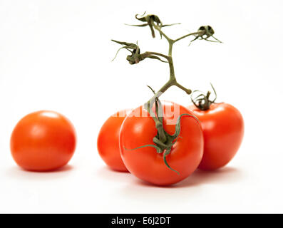 Tomaten Stockfoto