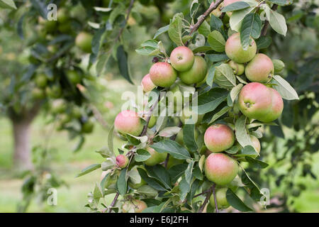 Malus Domestica "Laxtons Superb". Äpfel wachsen in einem englischen Obstgarten. Stockfoto