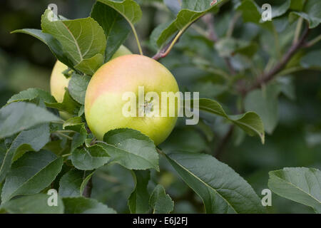 Malus Domestica 'Limelight'. Äpfel wachsen in einem englischen Obstgarten. Stockfoto