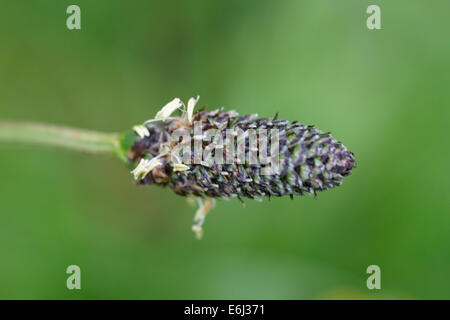 Timothy (Phleum spec.), Alpen, Frankreich Stockfoto