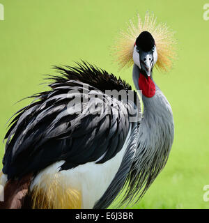 Schöner Vogel, Grau gekrönter Kran mit blauen Augen und roten Flechtwerk, Kopfprofil Stockfoto