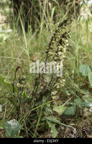 Violette Helleborine Blumen Stockfoto