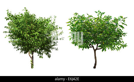 grüne Bäume isoliert auf weißem Hintergrund. Clipping-Pfad Stockfoto