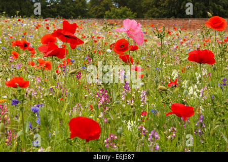 Wildblumenwiese in voller Blüte mit vielen Mohnblumen. Stockfoto