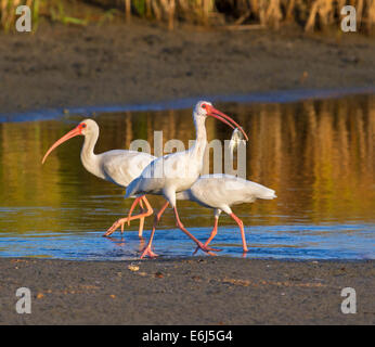 Amerikanische weiße Ibisse (Eudocimus Albus) Angeln in den frühen Morgenstunden in einem flachen See, Galveston, Texas, USA. Stockfoto