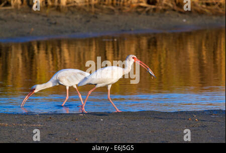 Amerikanische weiße Ibisse (Eudocimus Albus) Angeln in den frühen Morgenstunden in einem flachen See, Galveston, Texas, USA. Stockfoto