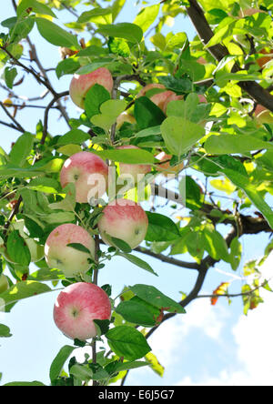 Rote Äpfel an einem Baum im Sonnenlicht Stockfoto