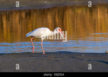 Amerikanische weiße Ibis (Eudocimus Albus) Angeln in den frühen Morgenstunden in einem flachen See, Galveston, Texas, USA. Stockfoto