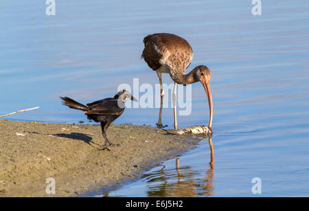 Junge amerikanische weiße Ibis (Eudocimus Albus) und der gemeinsamen Grackle (Quiscalus Quiscula) Aufräumvorgang auf einen toten Fisch am Strand. Stockfoto