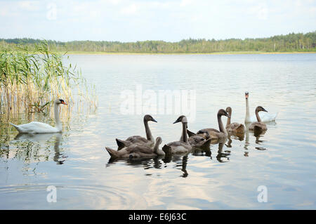 Familie von weißen Schwan auf dem Wasser Stockfoto