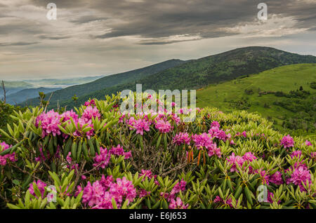 Lila Rhododendron Blüte massenhaft während Mitte Juni entlang der Roan Hochland Stockfoto