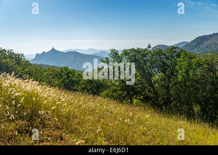 Sommer-Waldlichtung in die Krimberge Stockfoto