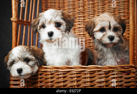 Drei Bichon Havaneser Welpen innerhalb des Korbes Alter sieben Wochen Stockfoto