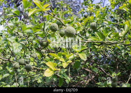 Zählig orange bitter hardy orange grüne Früchte Stockfoto